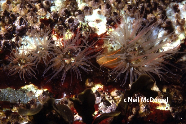 Photo of Diadumene lineata by <a href="http://www.seastarsofthepacificnorthwest.info/">Neil McDaniel</a>